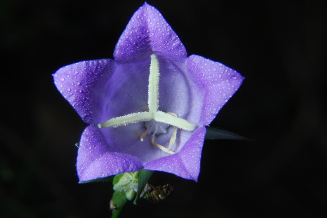 Campanula persicifolia